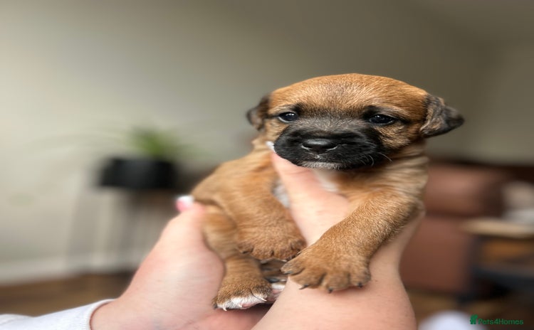 Mixed Breed dogs - Advert 1
