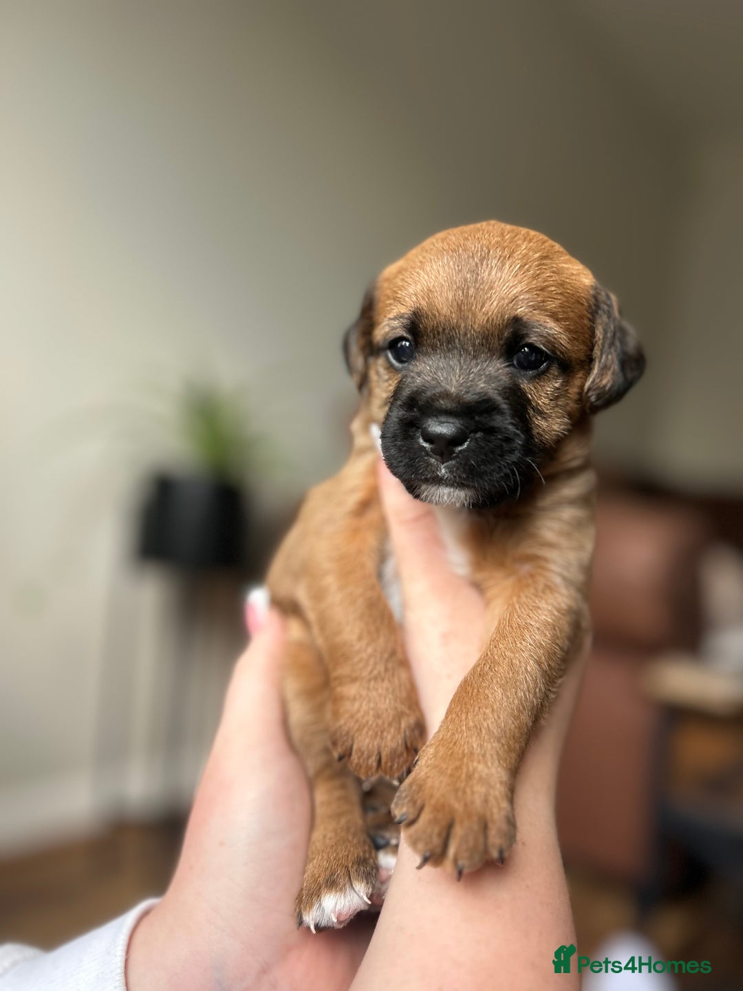 BEAUTIFUL KING CHARLES X BORDER TERRIER BOYS🐶🩵 for sale in