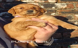 Golden Retriever dogs for sale: KC GOLDEN RETRIEVER PUPPIES, HEALTH SCORED PARENTS - Advert 25