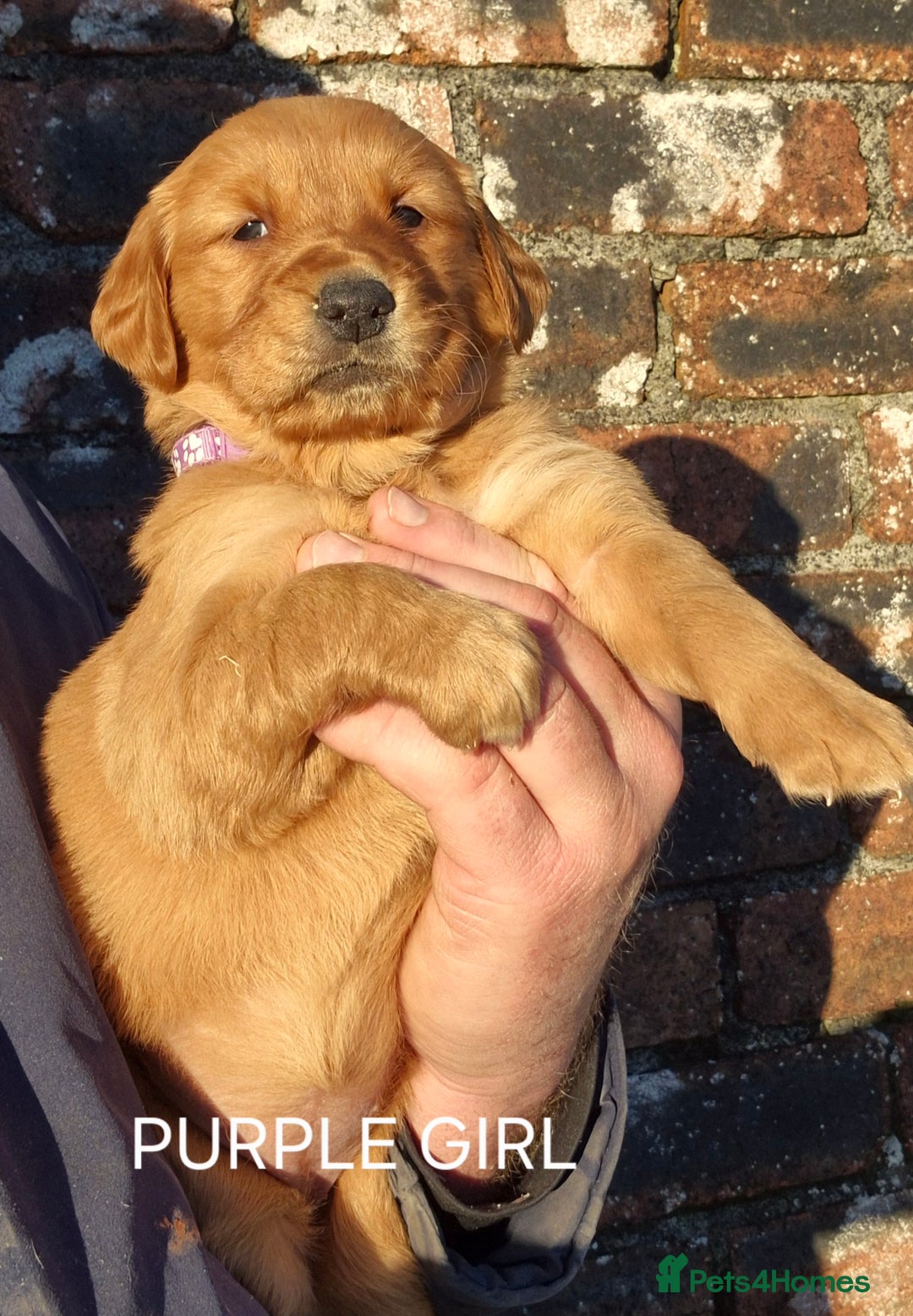 Golden Retriever dogs for sale: KC GOLDEN RETRIEVER PUPPIES, HEALTH SCORED PARENTS - Advert 25