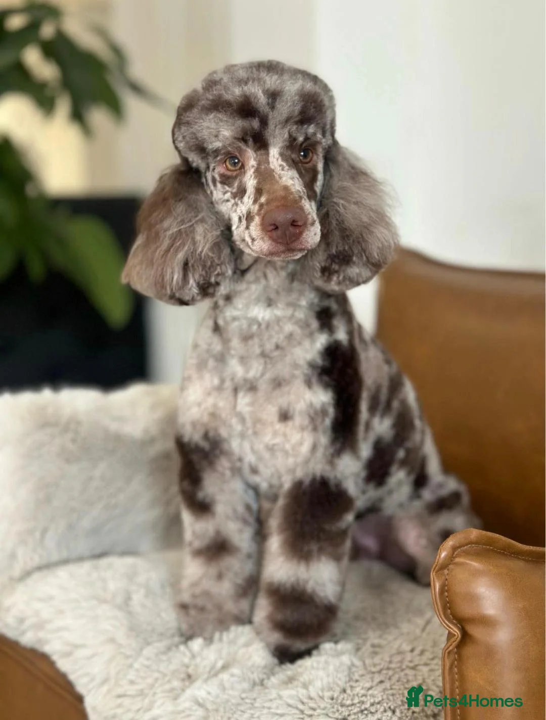 Miniature Poodle dogs for stud: Chocolate Merle Phantom  - Advert 2