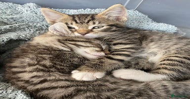 Mixed Breed cats - Advert 3