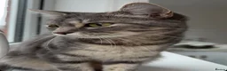 Mixed Breed cats for sale: 4 beautiful mixed breed kittens  - Advert 2