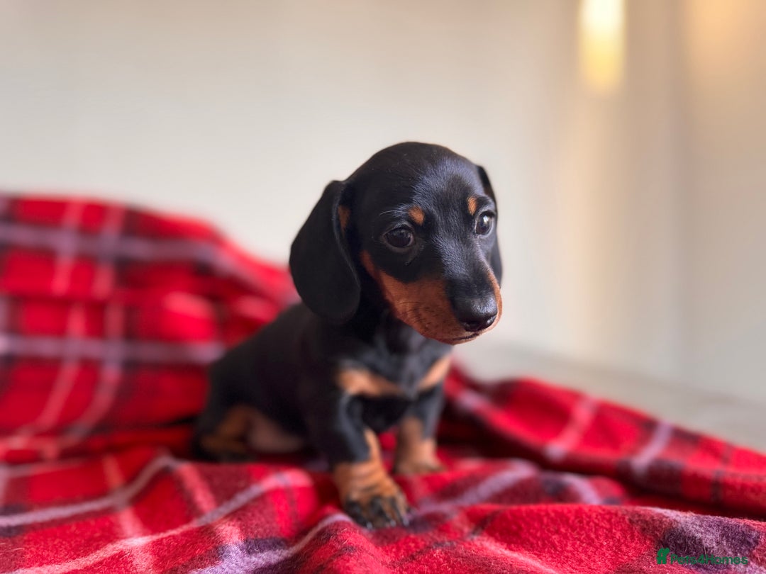 Miniature Dachshund dogs for sale: 🐾 miniature Dachshund 1 LEFT READY IN 2 WEEKS🐾 - Advert 4