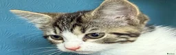 Mixed Breed cats for sale: Gorgeous tabby and white female Kitten - Elsie - Advert 5