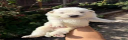 German Shepherd dogs for sale: Beautiful White Pedigree German Shepherd Puppies - Advert 21