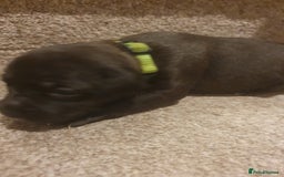 Staffordshire Bull Terrier dogs for sale: Staffordshire Bull Terrior Pups - 9 in total. - Image 23
