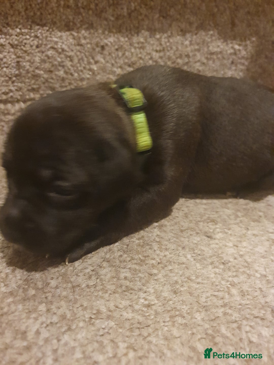 Staffordshire Bull Terrier dogs for sale: Staffordshire Bull Terrior Pups - 9 in total. - Image 23