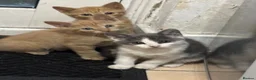 Domestic Shorthair cats for sale: 2 ginger 1 grey/white kittens - Advert 3