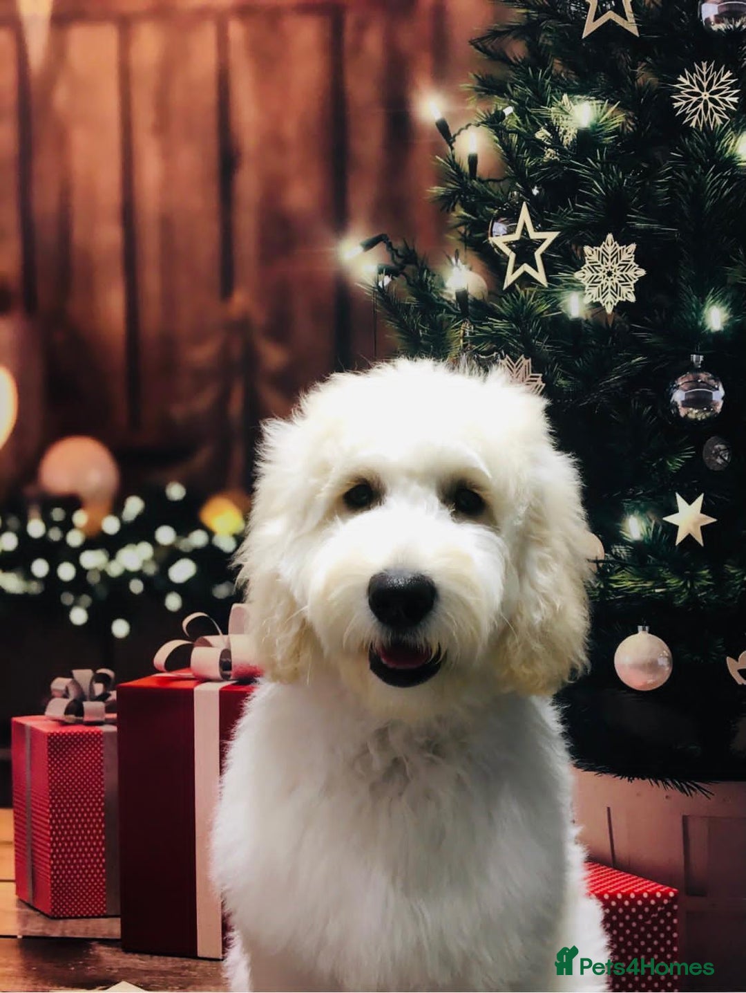 Australian Labradoodle dogs for sale: Australian labradoodles from Annetteslabradoodles  - Advert 2