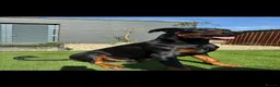 Dobermann dogs for sale: Thorough bred Doberman puppies available. - Advert 2