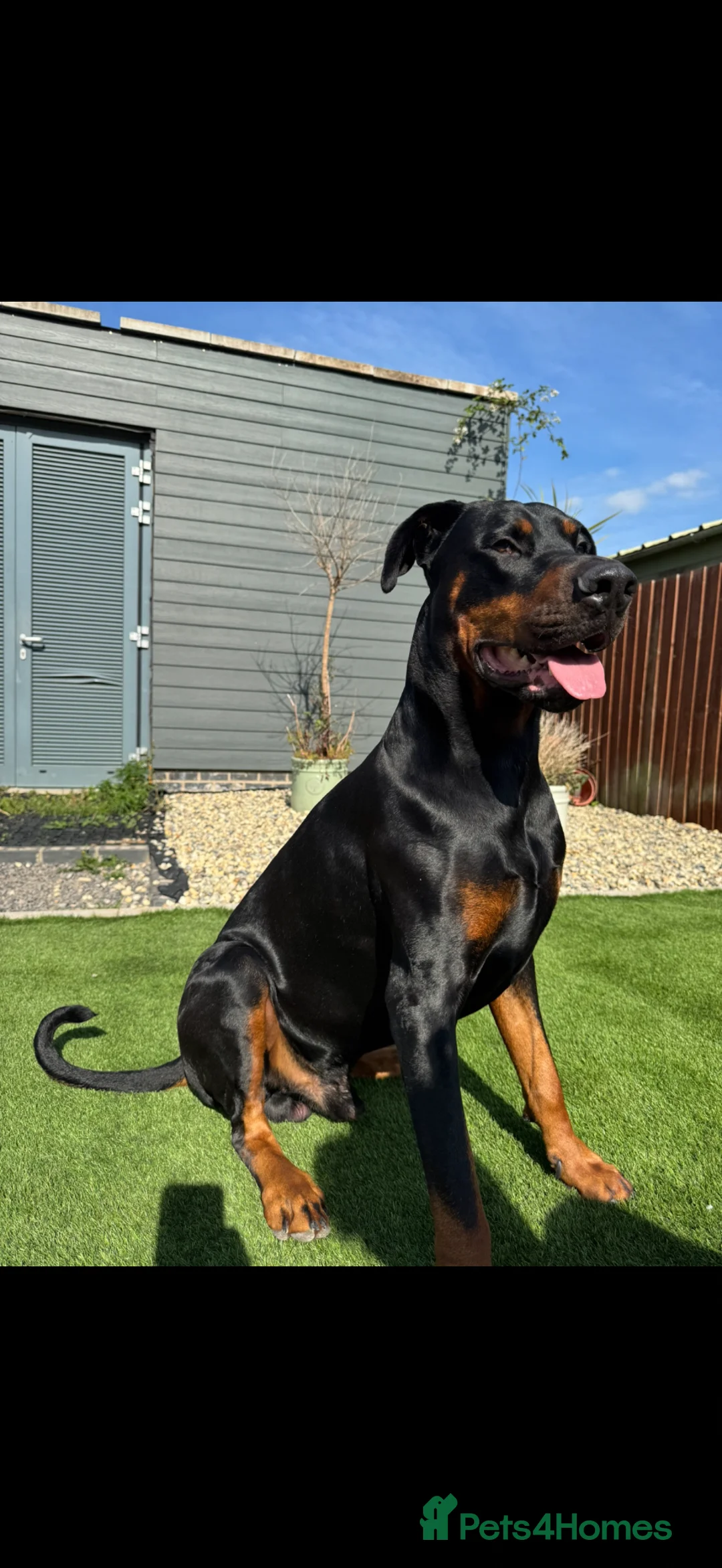 Dobermann dogs for sale: Thorough bred Doberman puppies available. - Advert 2