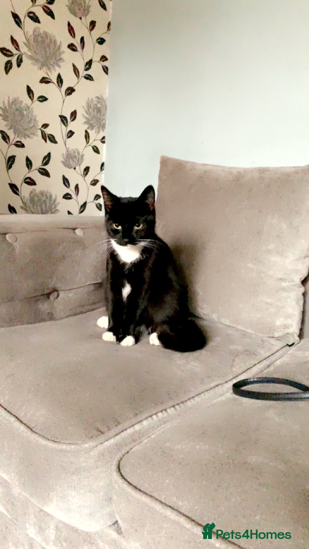 Domestic Shorthair cats for sale: Domestic short hair Male kitten  - Image 2
