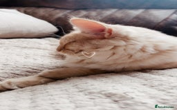 Norwegian Forest Cat cats for sale: Full FIFe pedigree Norwegian Forest Kittens  in Normanton - Image 10