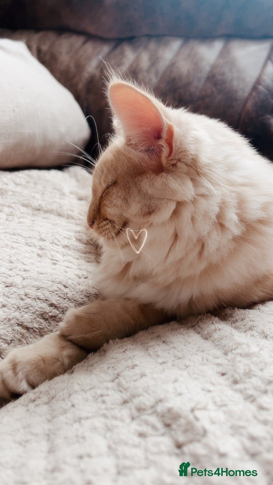 Norwegian Forest Cat cats for sale: Full FIFe pedigree Norwegian Forest Kittens  in Normanton - Image 10