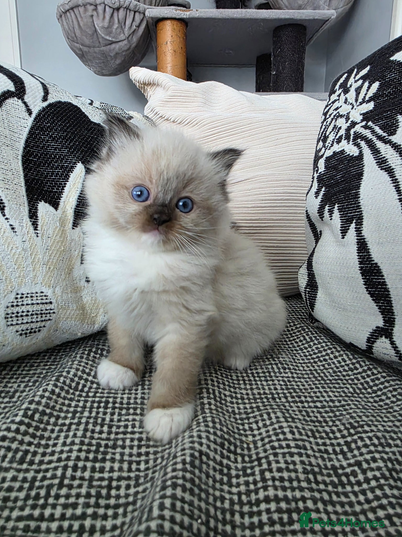 Ragdoll cats GCCF REGISTERED RAGDOLL KITTENS  - Advert 1