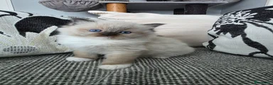 Seal Mitted male 