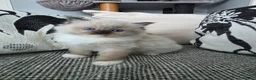 Ragdoll cats for sale: GCCF REGISTERED RAGDOLL KITTENS  - Advert 1