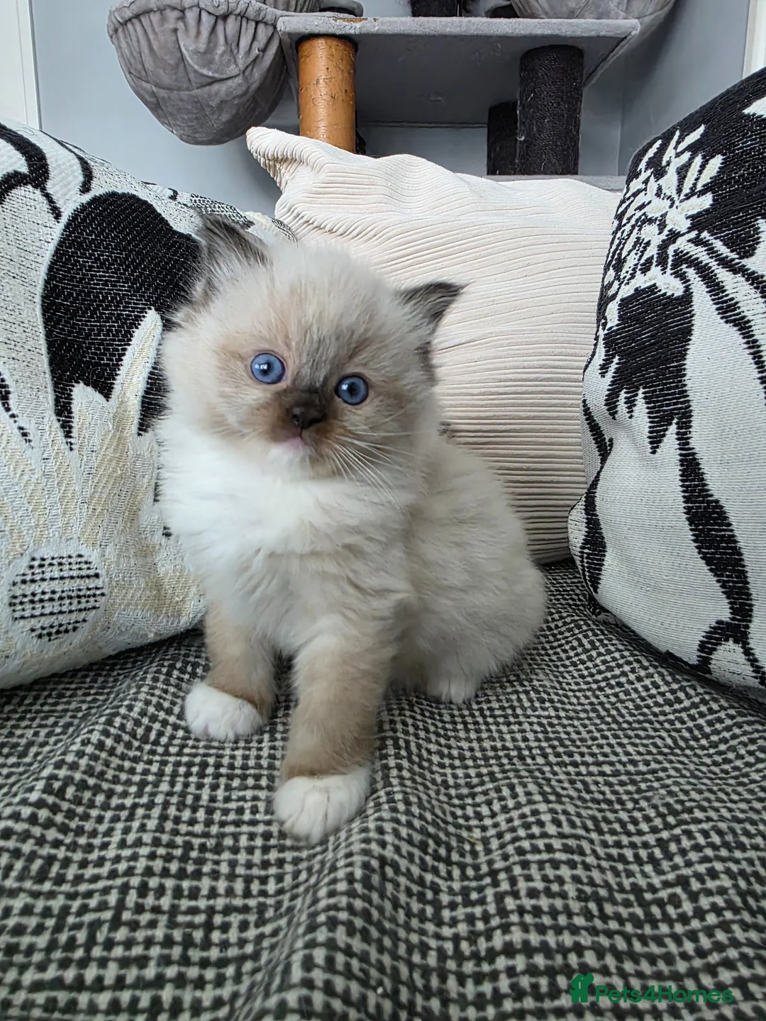 Ragdoll cats for sale: GCCF REGISTERED RAGDOLL KITTENS  - Advert 1