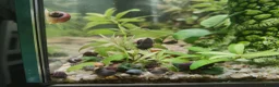 Snails fish for sale: Mystery Snails - Advert 3