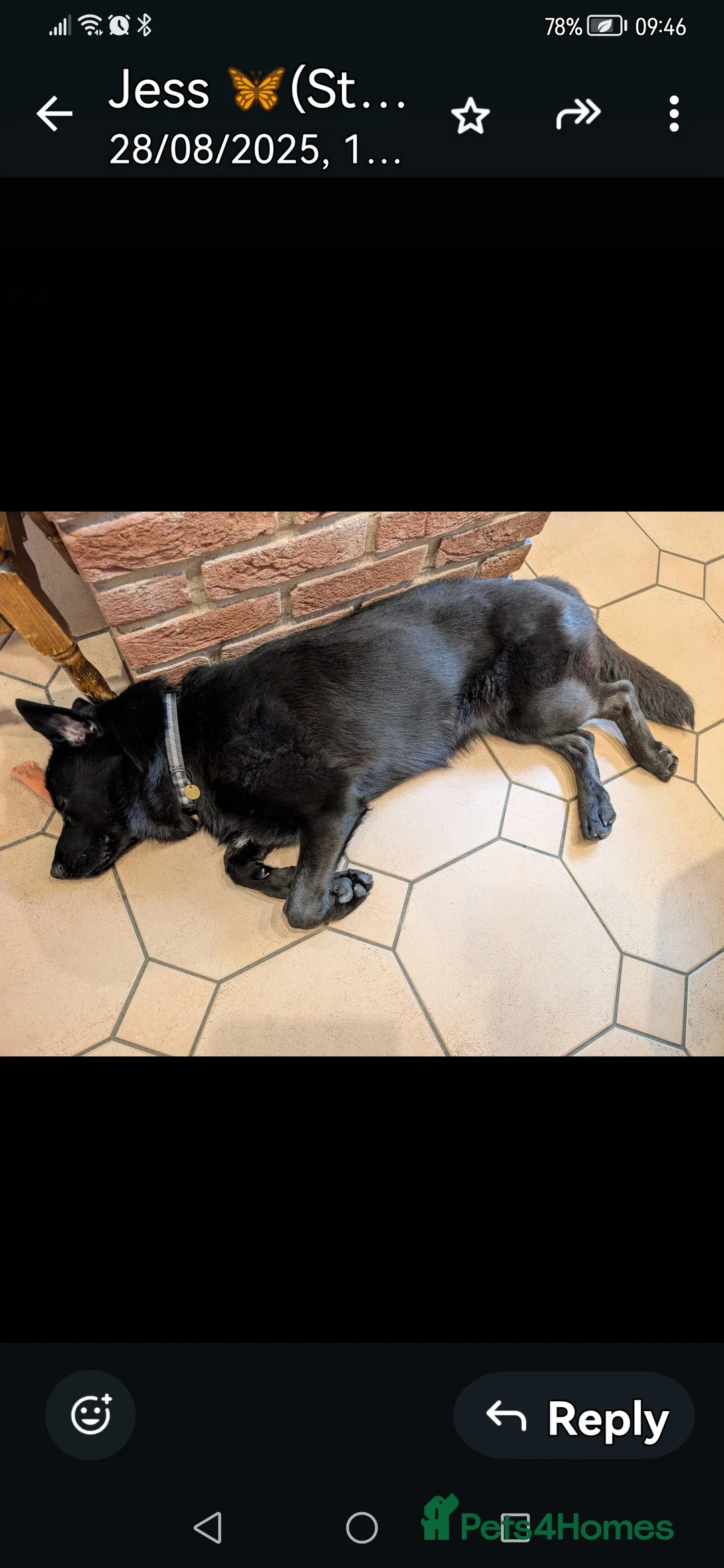 Sheprador dogs for sale: Sweet Sheprador Storm looking for Love  in Congleton - Advert 3