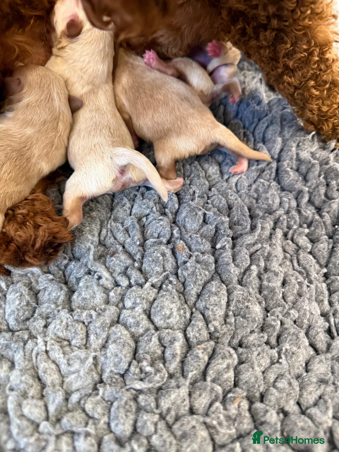 Maltipoo dogs for sale: 1 beautiful tiny f1 boy available.  - Advert 5
