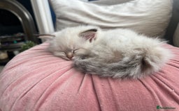Ragdoll cats for sale: 2 fluffy ragdoll girls READY NOW - Image 9