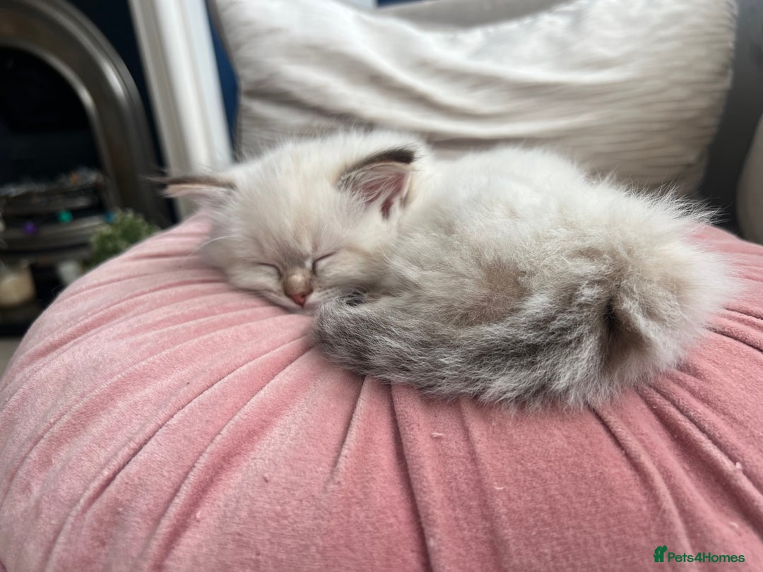 Ragdoll cats for sale: 2 fluffy ragdoll girls READY NOW - Image 9