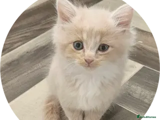 Mixed Breed cats Rare Diluted Kittens READY - Advert 1
