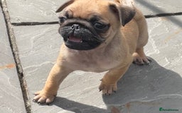 Pug dogs for sale:  Deep apricot multi champion pedigree pug puppies  in Bolton - Image 28