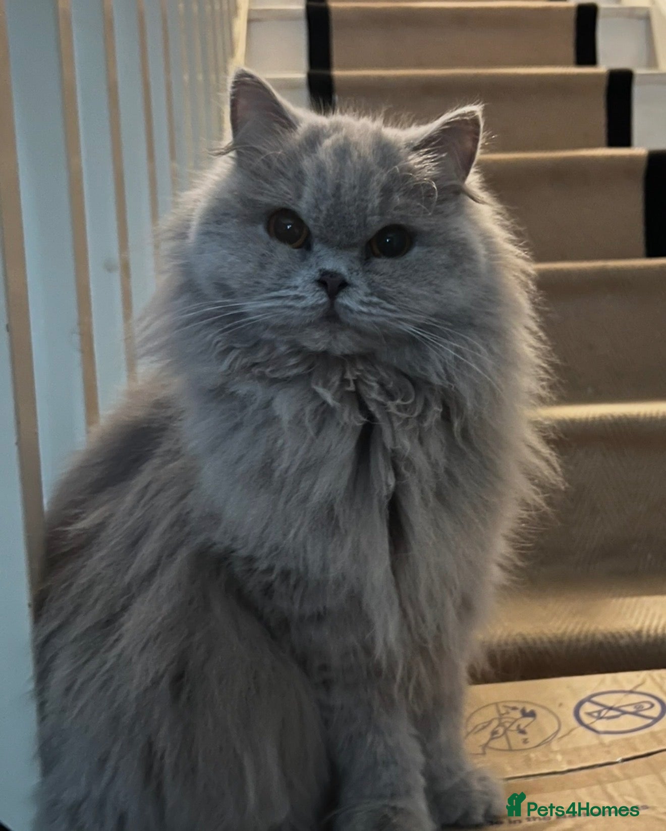 British Longhair cats Stunning British long hair  - Advert 1
