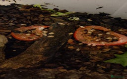 Snails invertebrates for sale: Ggghhg - Image 16