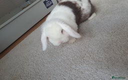 Mini Lop rabbits for sale: Male mini lop - Image 6