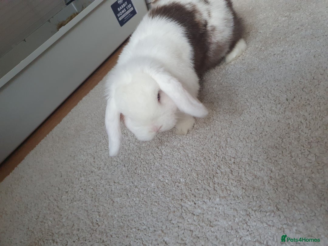 Mini Lop rabbits for sale: Male mini lop - Image 6