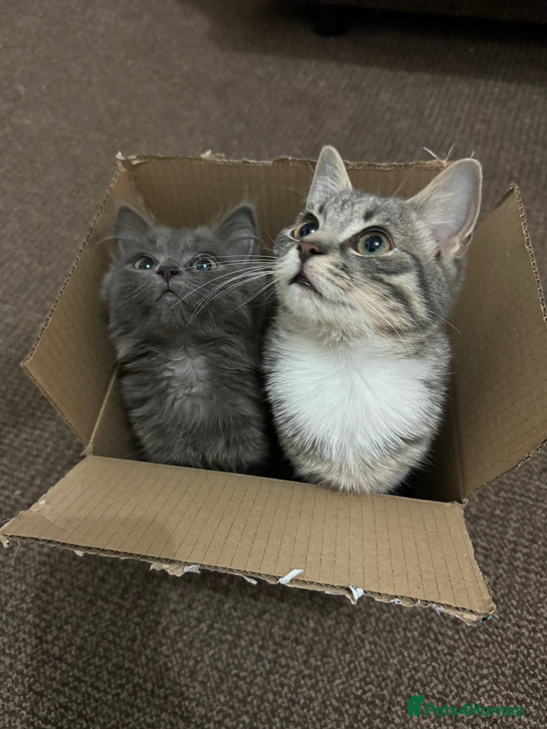 Mixed Breed cats for sale: Sweet Female Cats: Silver Tabby & Grey Longhair - Image 3