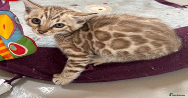 Bengal cats - Advert 1