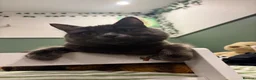 Mixed Breed cats for sale: 🖤 Gorgeous black Kittens   - Advert 8