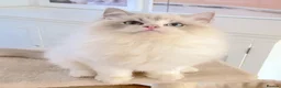 Ragdoll cats for sale: READY NOW *** GCCF REGISTERED RAGDOLL KITTENS - Advert 17