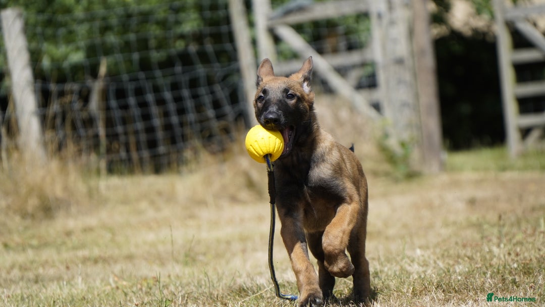 Belgian Shepherd Dog dogs for sale: KC registered Belgian Malinois – Stable,Balanced🐾 - Image 12
