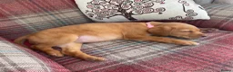 Labrador Retriever dogs for sale: 3 dogs available. KC Reg. Health Tested Parents.  - Advert 9