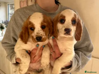 Cavapoo dogs Beautiful cavapoo puppy - Advert 1