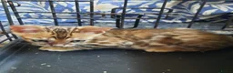 Bengal cats for sale: Stunning litter of brown rosetted Bengal cubs  - Advert 18