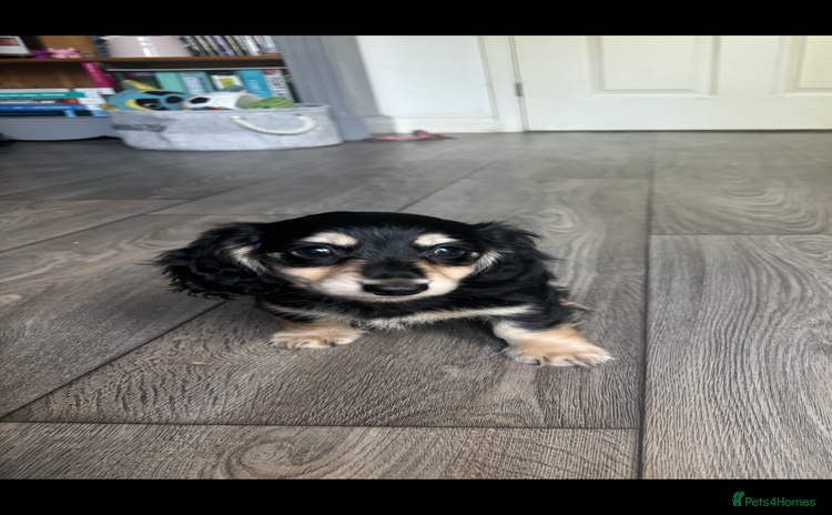 Miniature Dachshund dogs - Advert 4