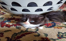 Mixed Breed cats for sale: Mixed breed kittens - Image 8