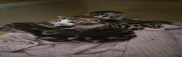 Mixed Breed cats for sale: 3 Beautiful Bengal x DSH male Kittens for Sale in Colchester - Advert 6