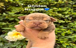 Olde English Bulldogge dogs for sale: RAINBOW OLD ENGLISH LITTER !!! - Image 8