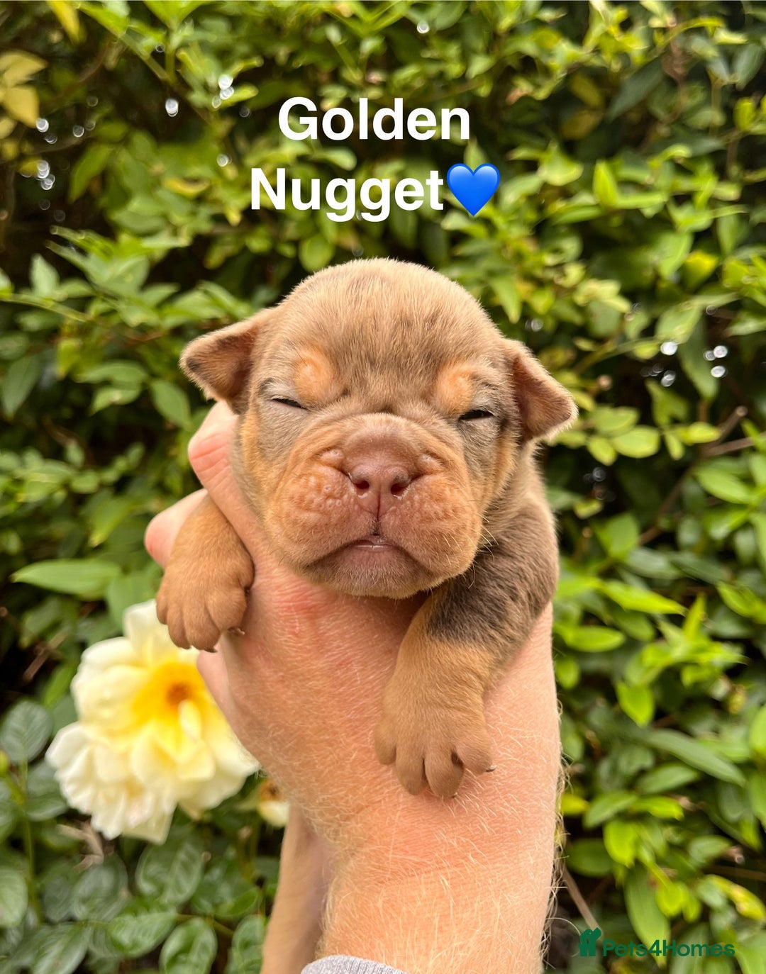 Olde English Bulldogge dogs for sale: RAINBOW OLD ENGLISH LITTER !!! - Image 8