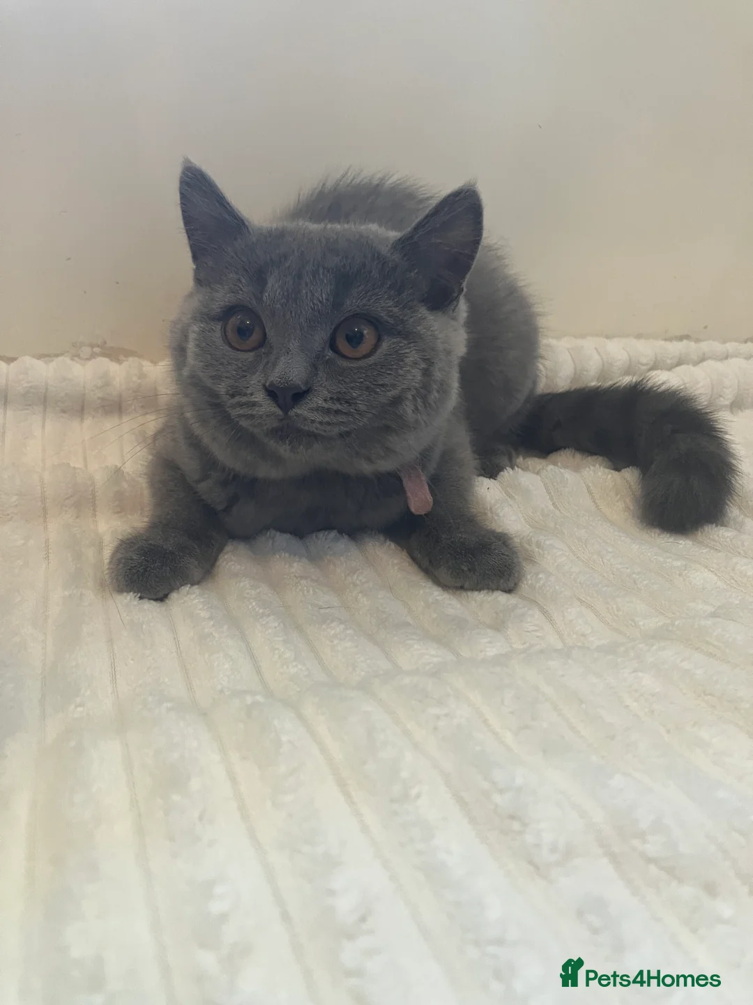 British Shorthair cats for sale: 💙 Blue British Shorthair 💙 - Advert 2