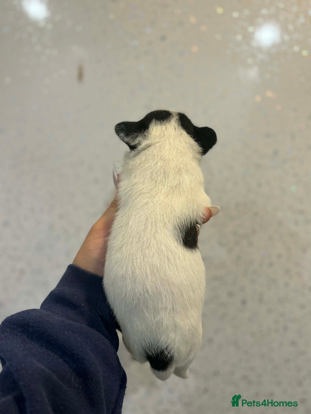 Jack Russell dogs for sale: Jack Russell puppies  - Advert 8