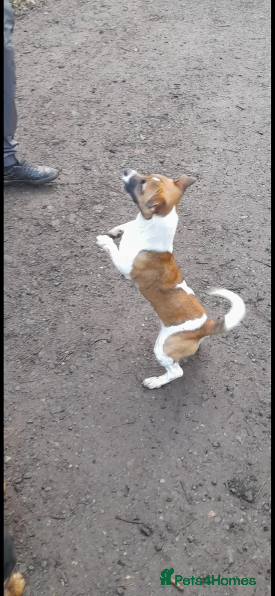Jack Russell dogs for stud: Miniature Jack Russell for Stud in Newcastle upon Tyne - Advert 11